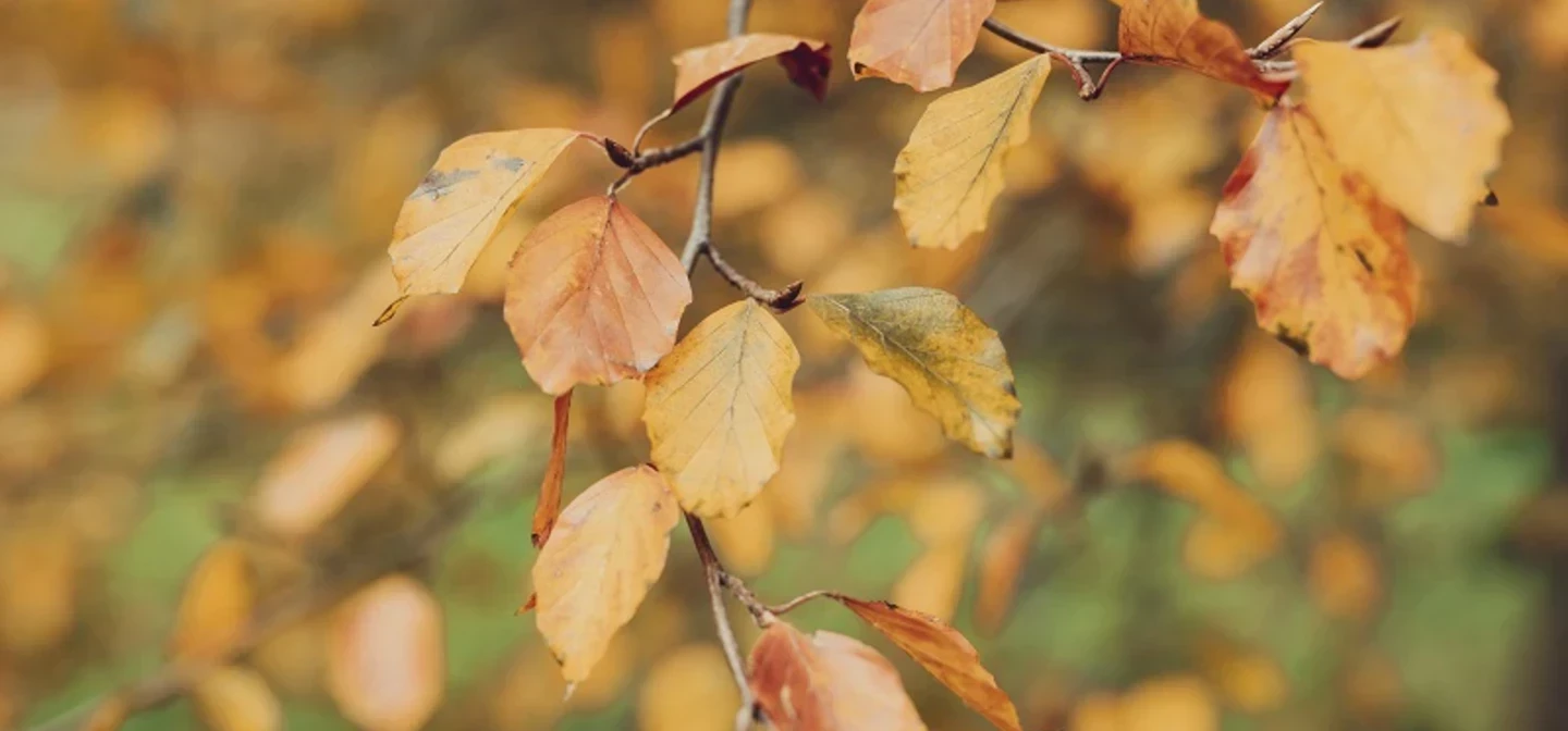 Golden autumn leaves