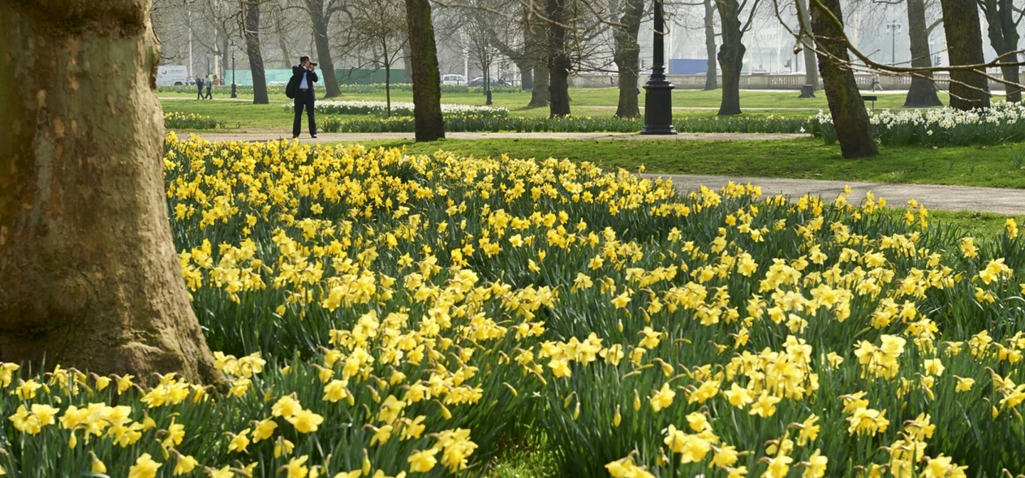 Spring daffodils in The Green Park