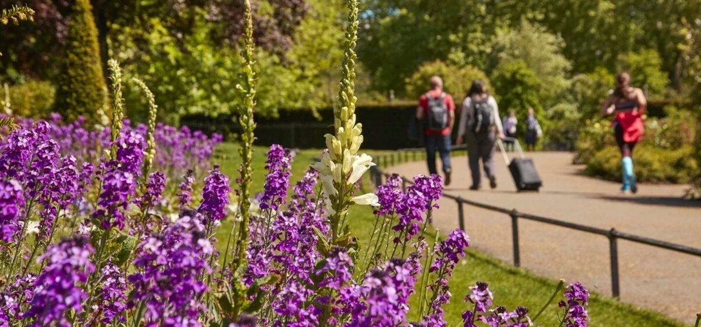 Spring flowers in Hyde Park