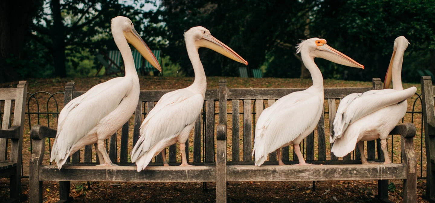 Pelicans in St. James's Park