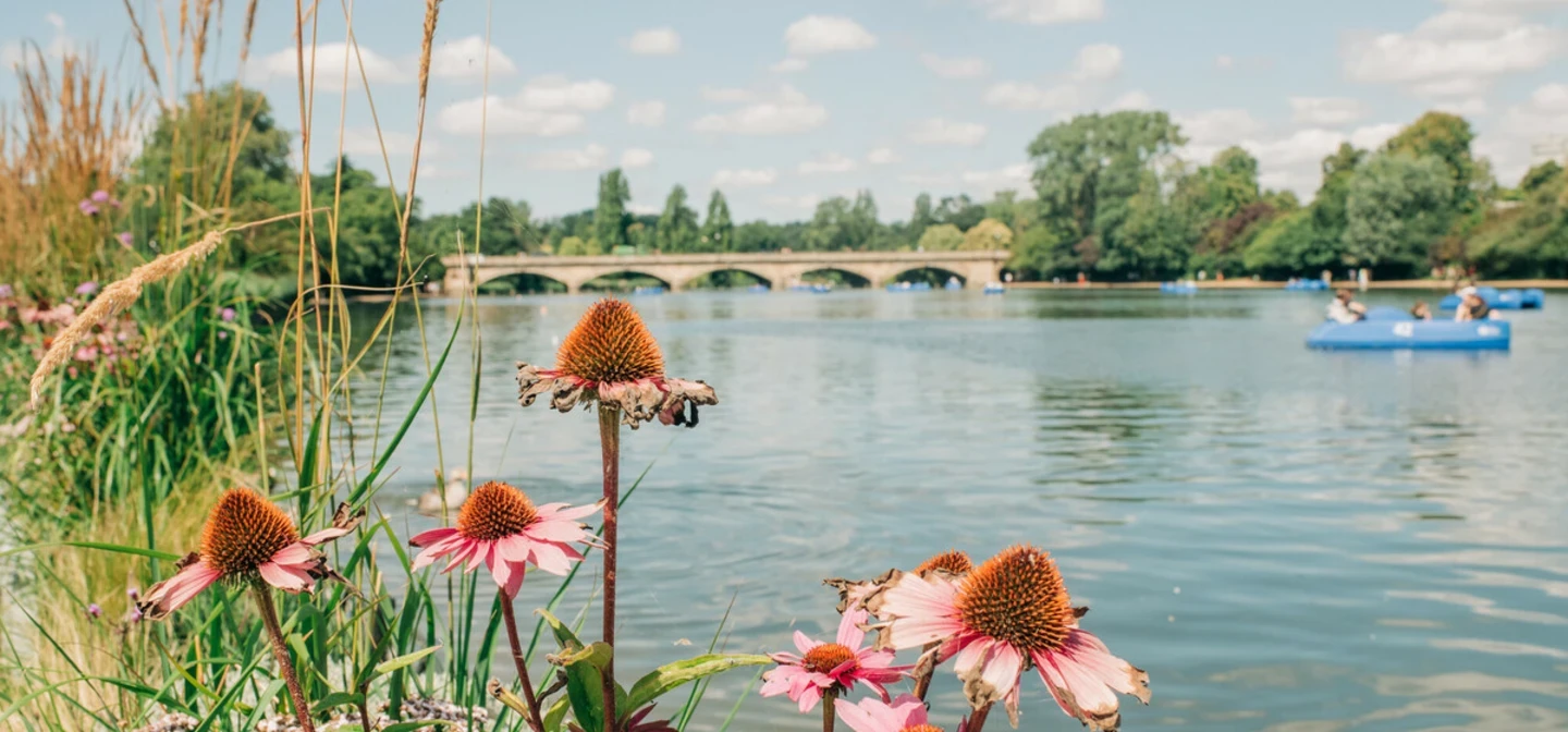 View of the Serpentine Bridge in summer in Hyde Park