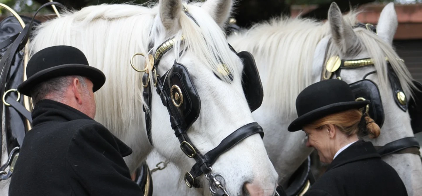Shire horse carriage rides in Richmond Park