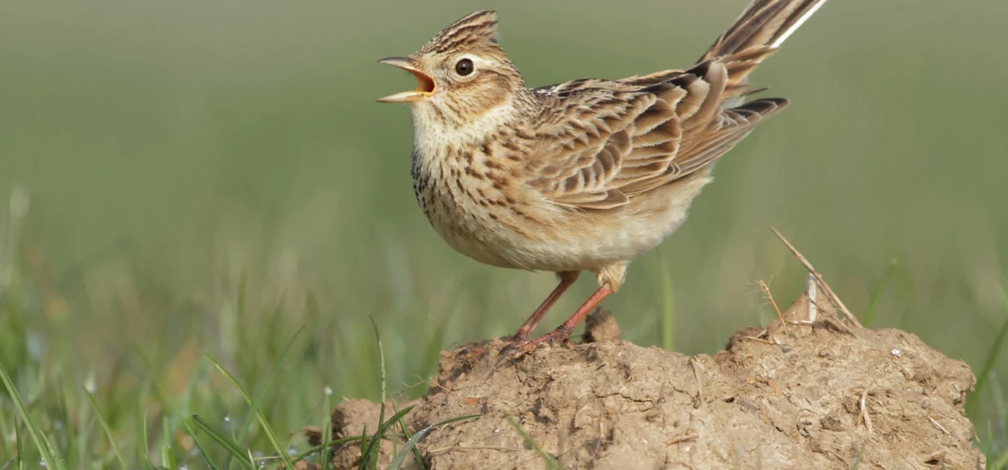 A skylark chirping