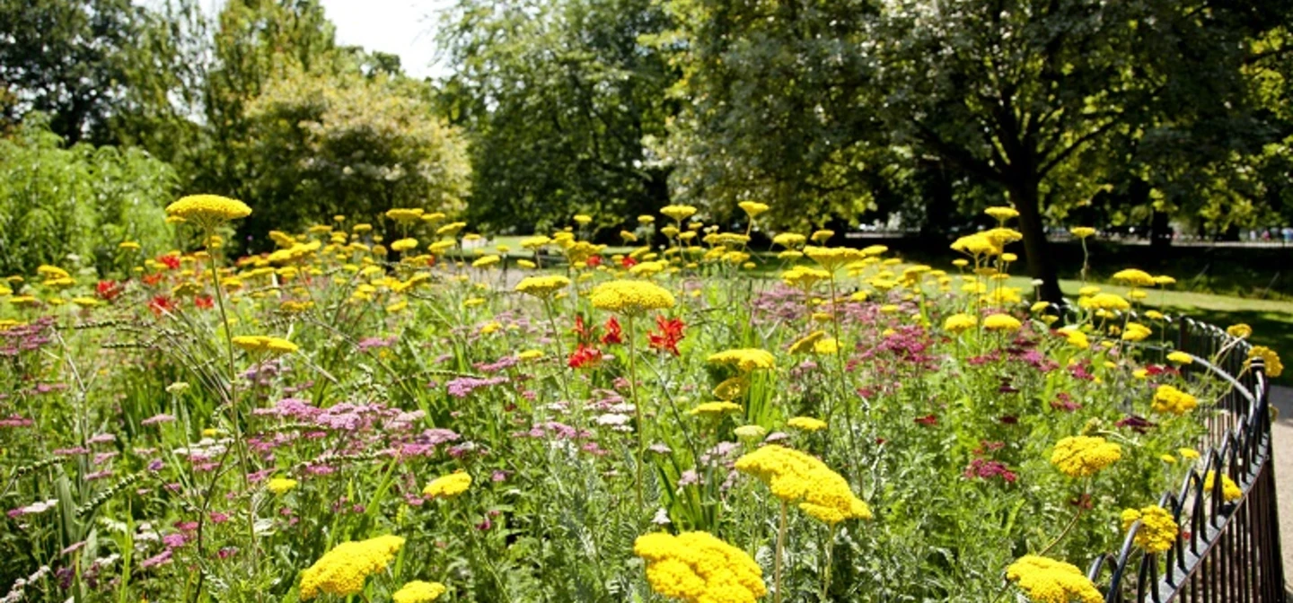 Spring wildflower border