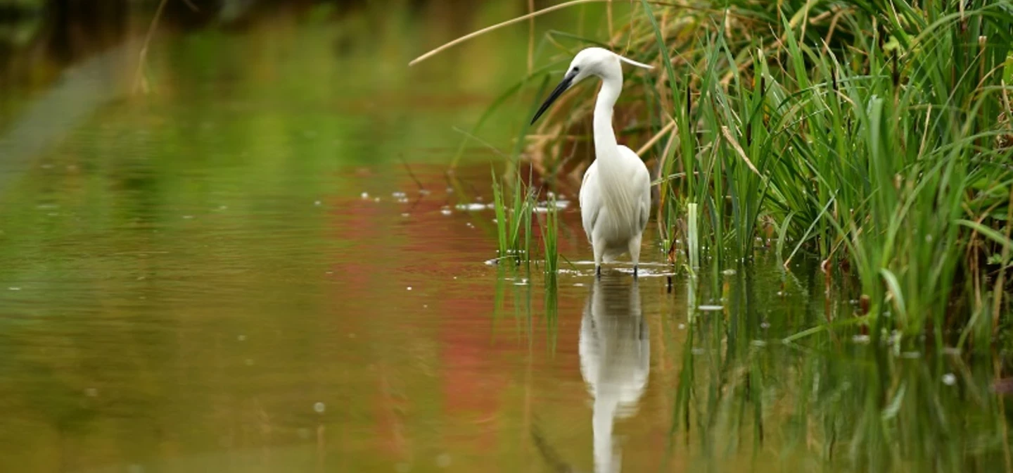 Wildlife_LP_Spring