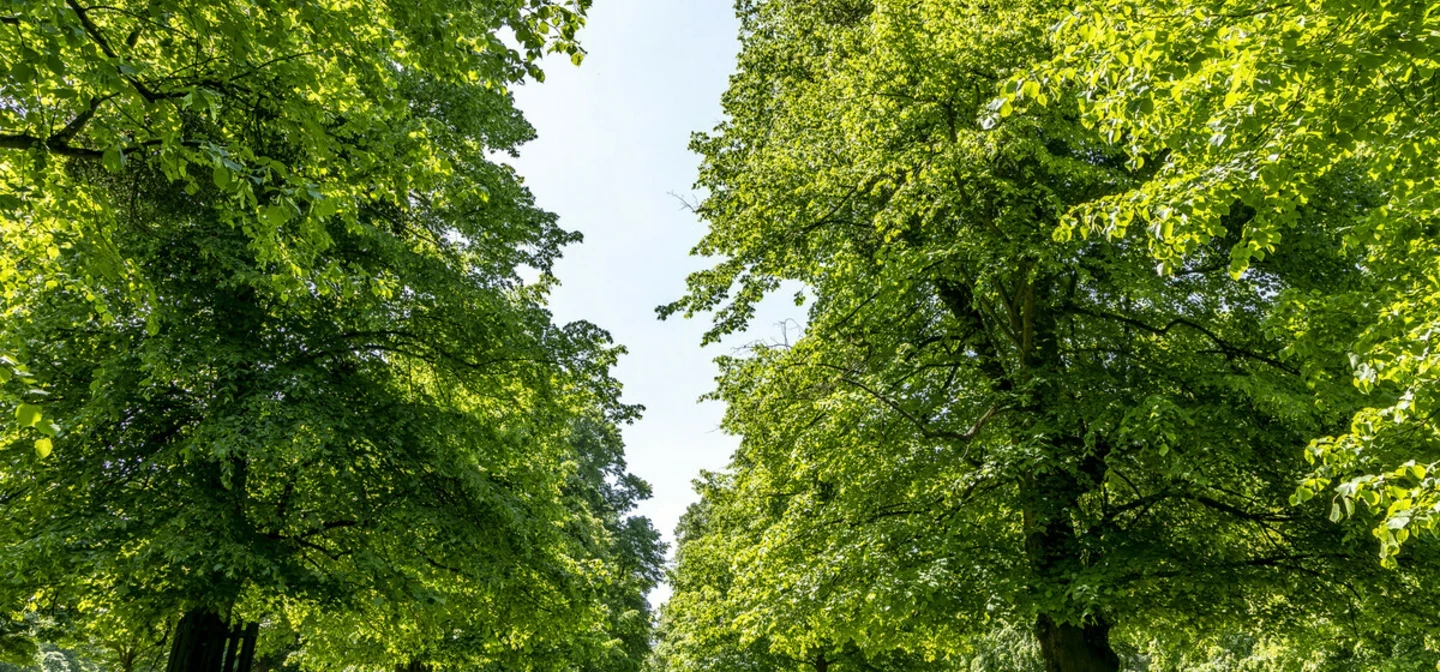 Chestnut Avenue in Bushy Park