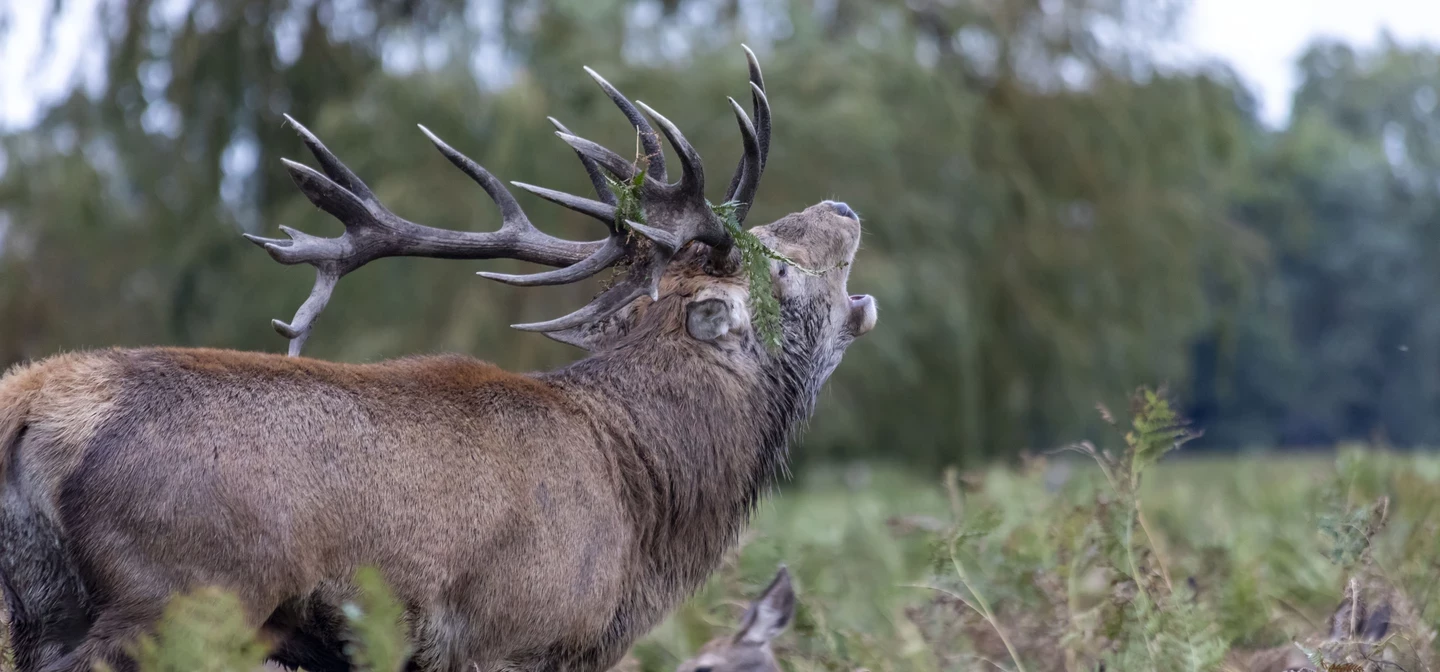 A stag in Bushy Park