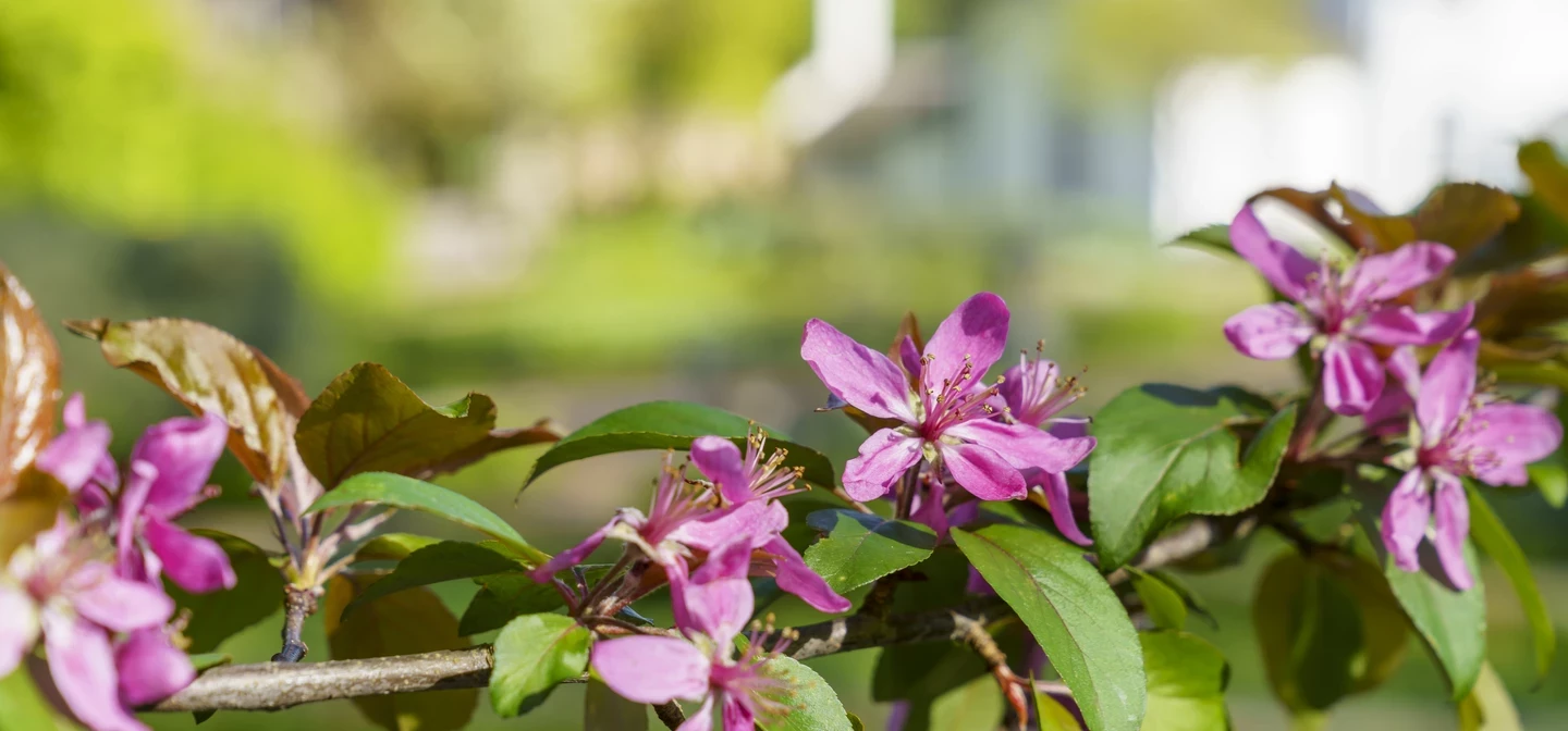 Flowers in the Herb Garden, Greenwich Park