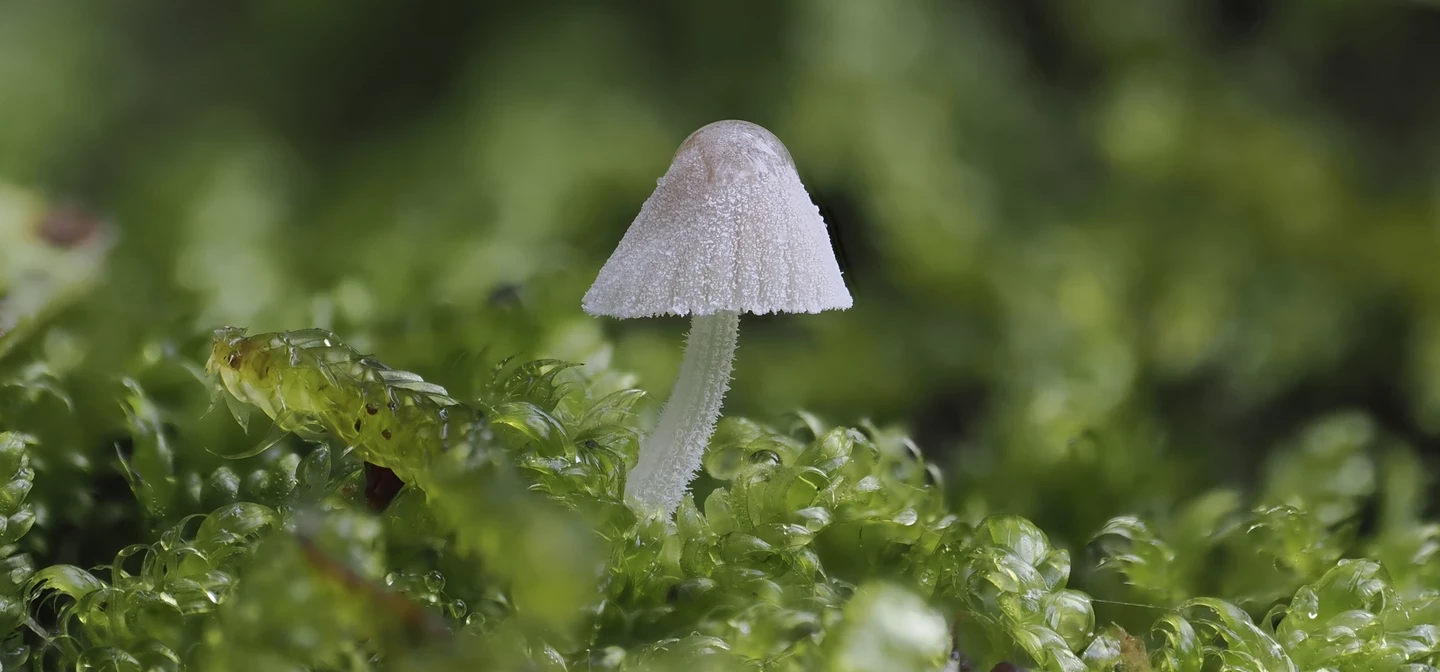 A very tiny Mycena Fungi