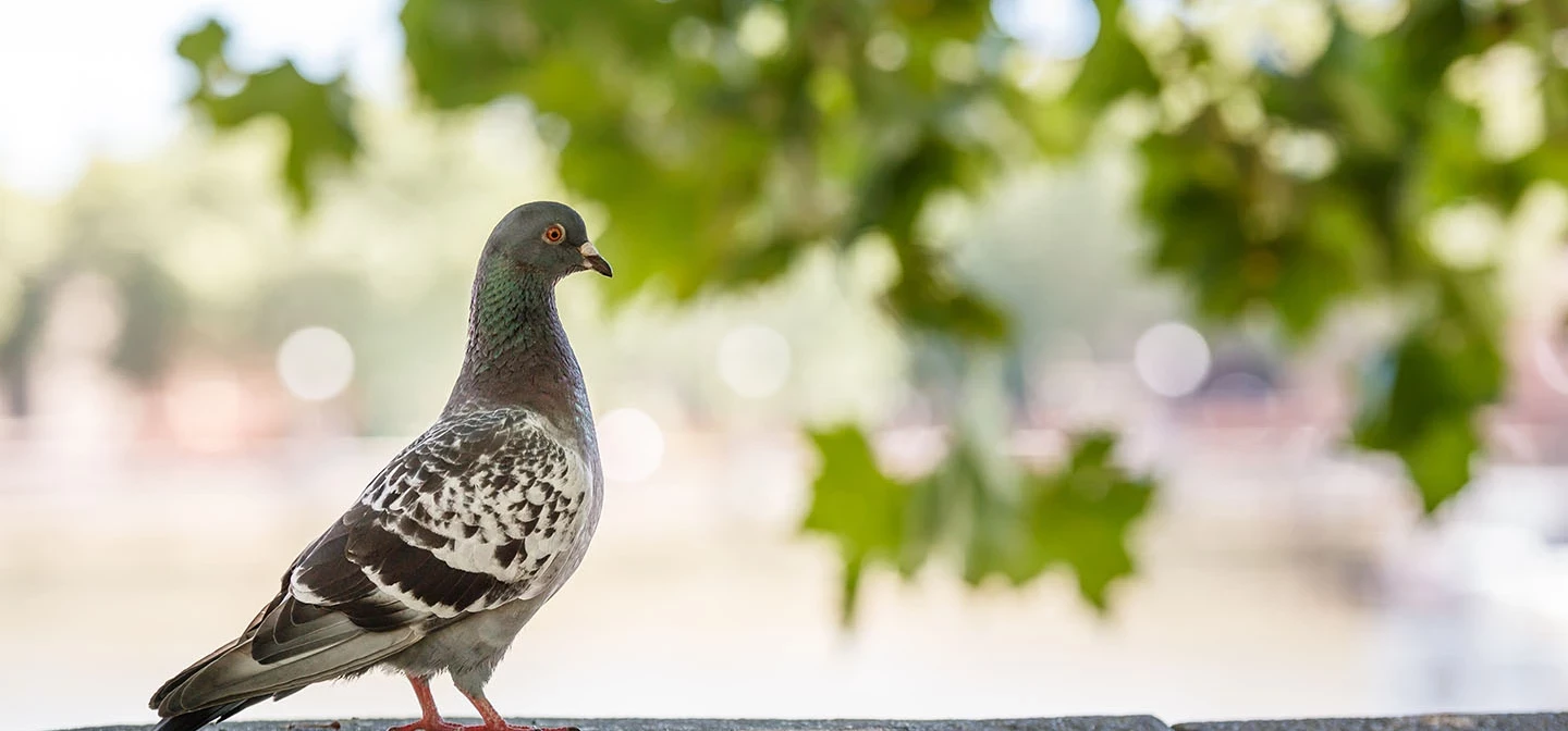Pigeon on the river wall