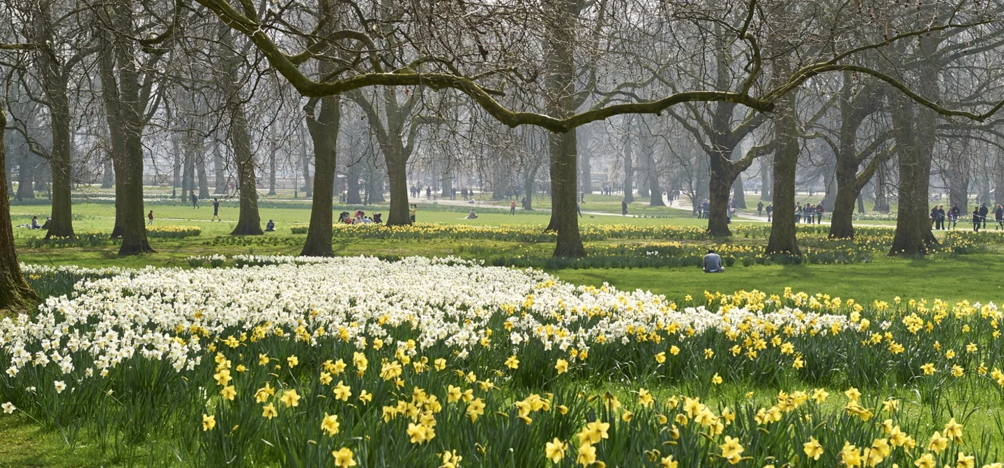 Daffodils in The Green Park