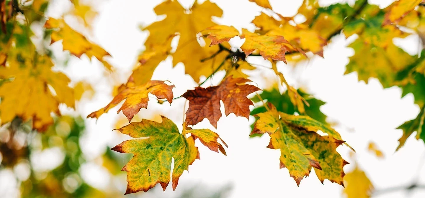 Autumn leaves