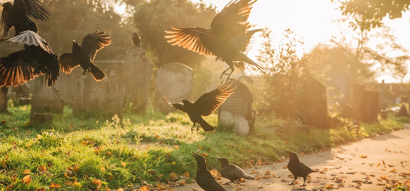 Crows in the cemetery