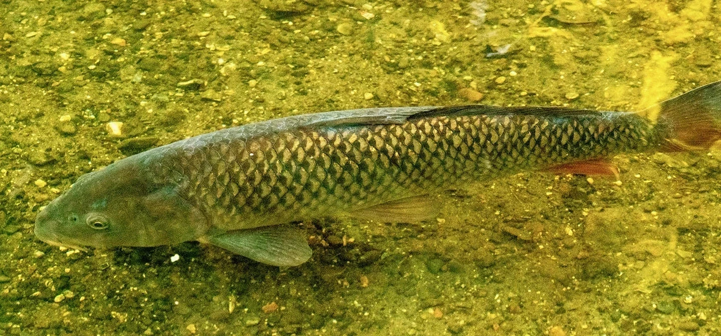 Fish