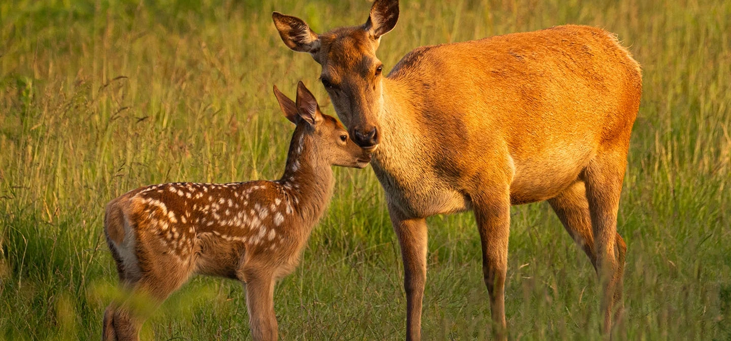 Deer and fawn