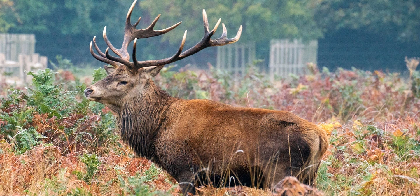 A stag among the ferns