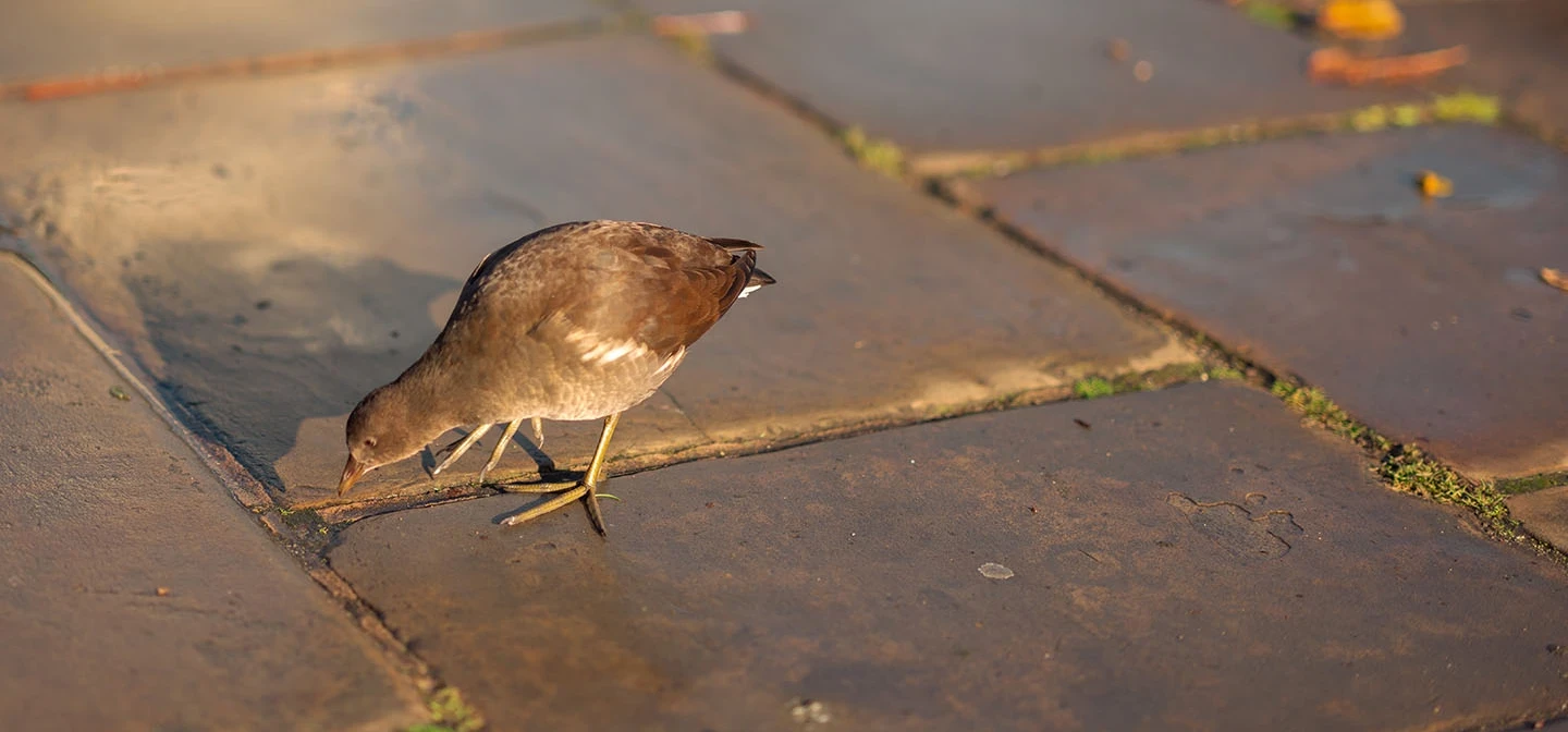 Small bird on the ground