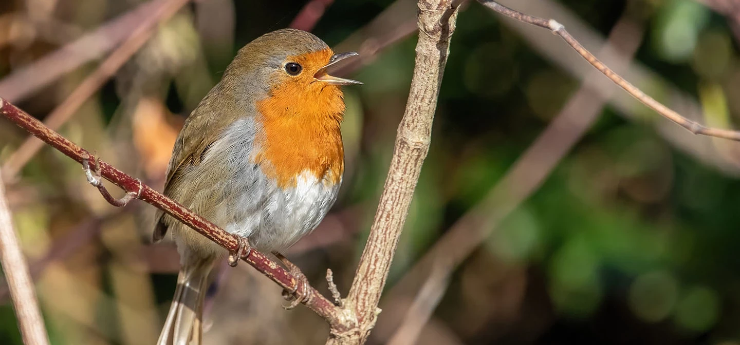 European robin singing