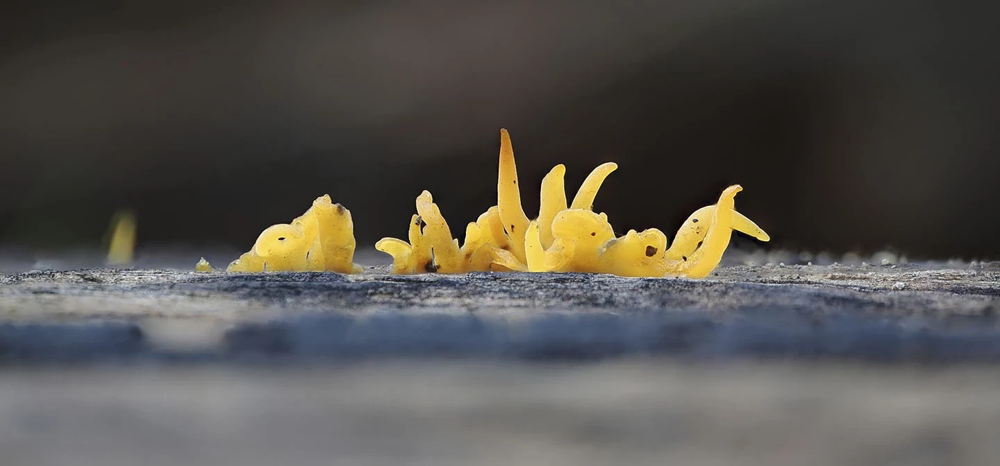 Yellow stagshorn fungus growing in Richmond Park