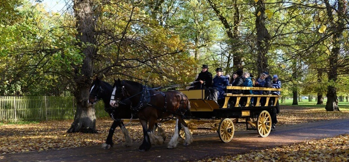 Man riding a horse drawn carriage through a park.