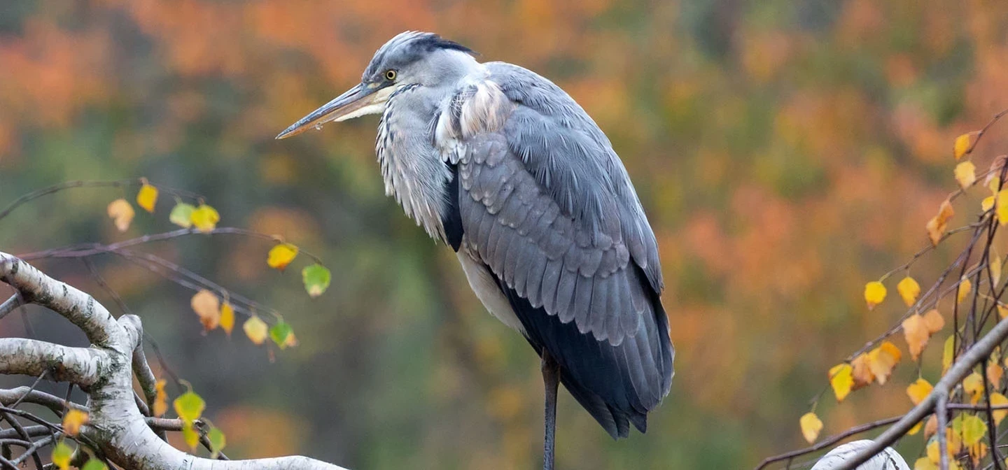 A heron wading in The Regent's Park boating lake