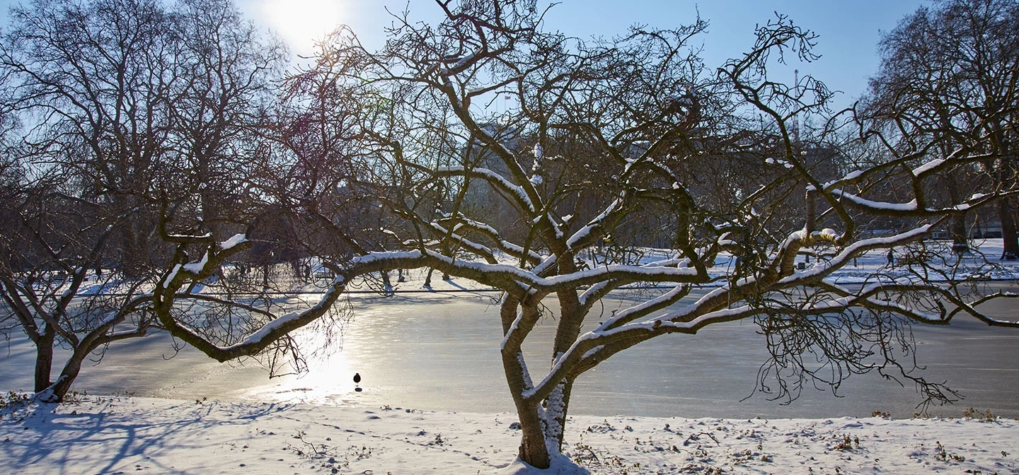 Snow-covered tree