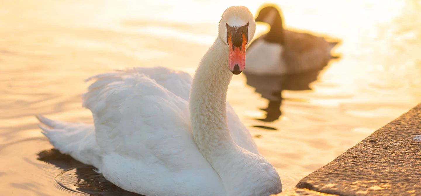 Swan on the Long Water at dawn
