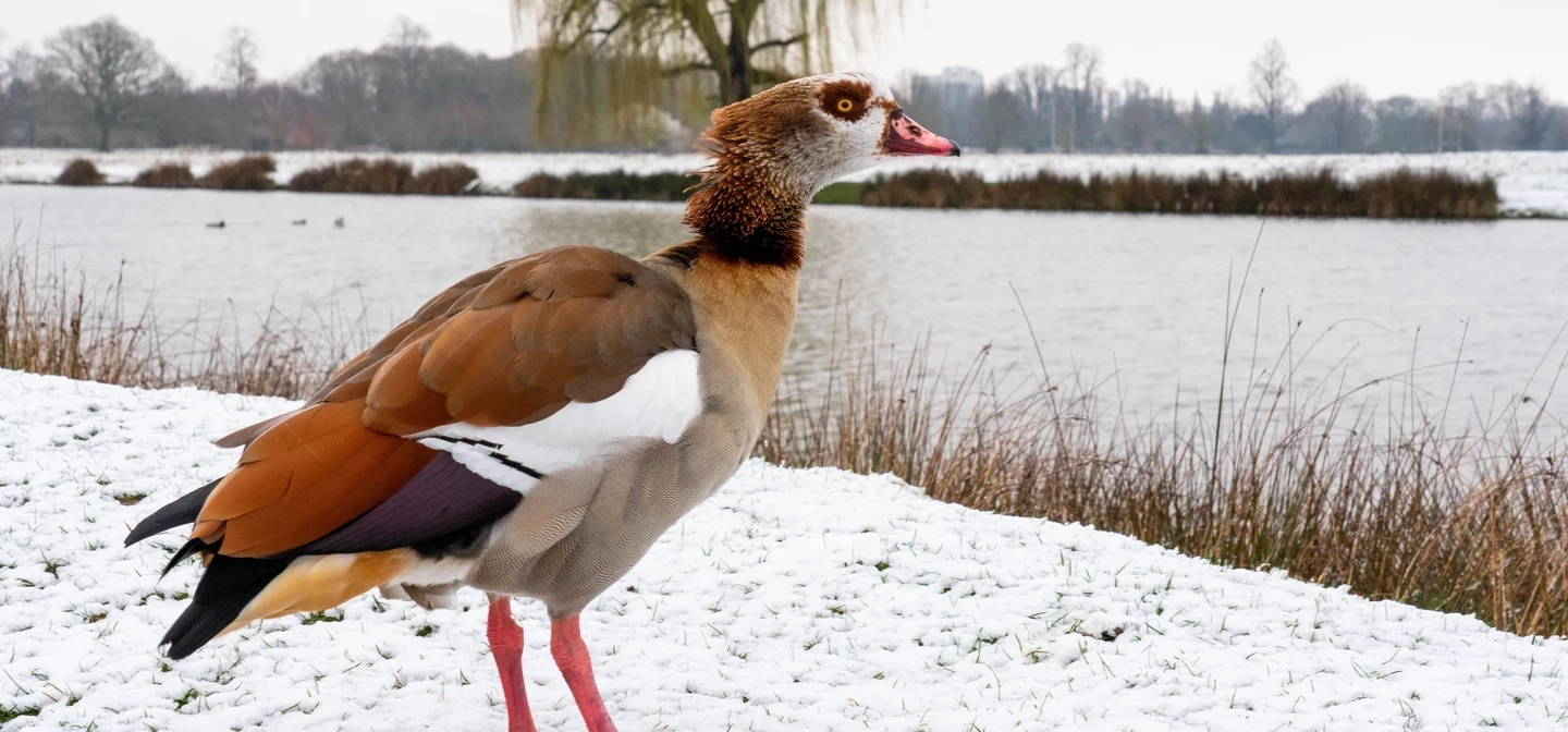 Egyptian goose on the snowy banks of the Longford river