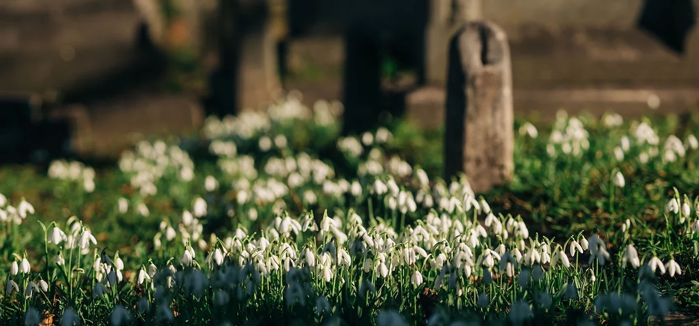 Snowdrops among the gravestones