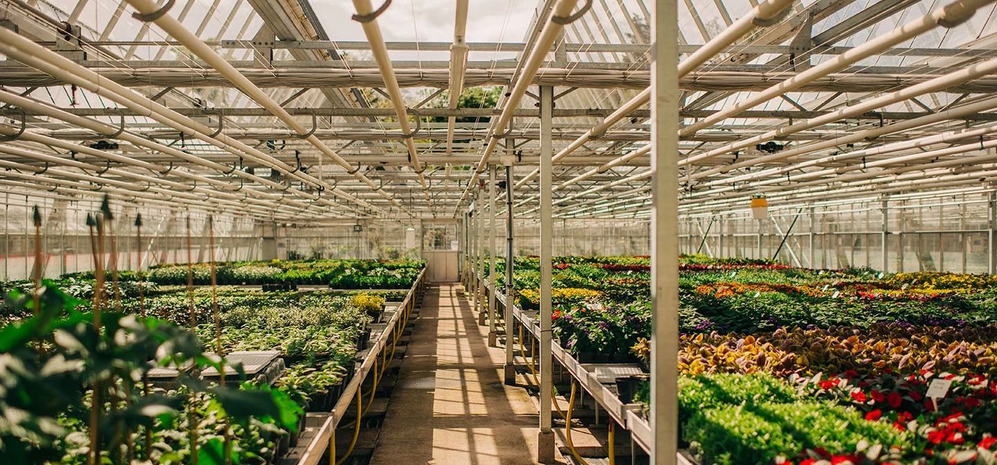 Hyde Park nursery