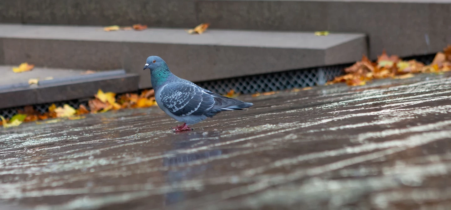 Pigeon on the Canada Memorial