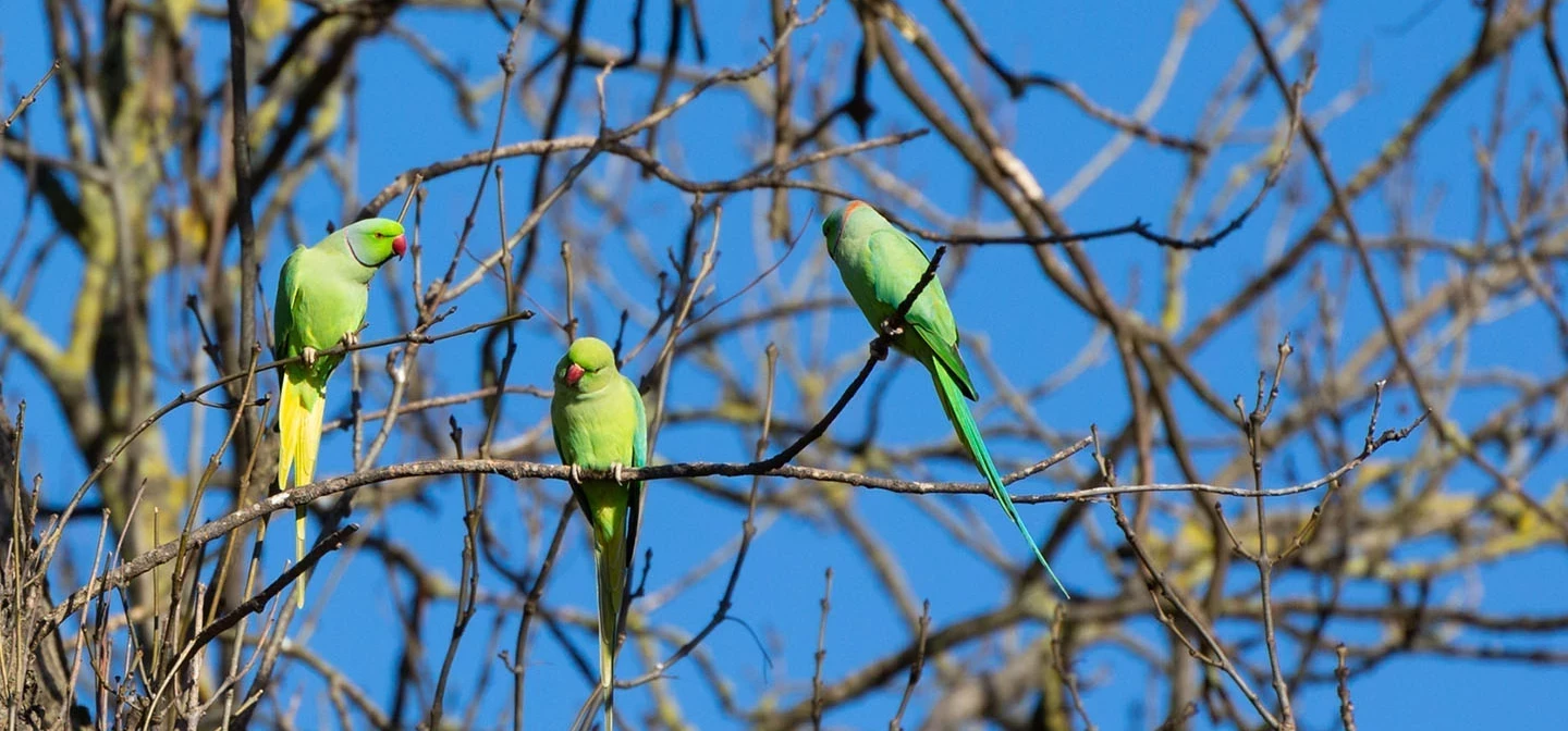 Parakeets