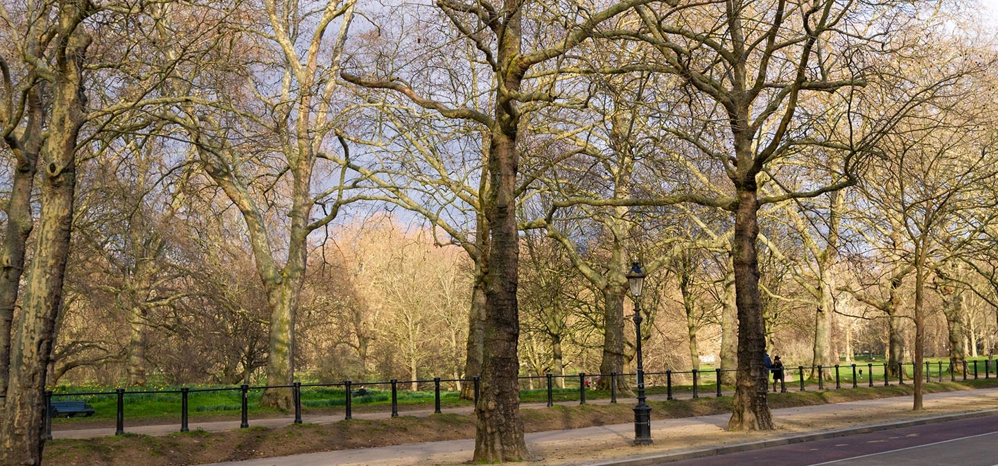 Trees along Constitution Hill