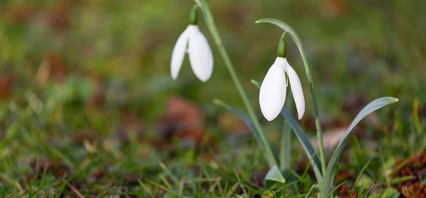 Snowdrops amidst a patch of green grass.