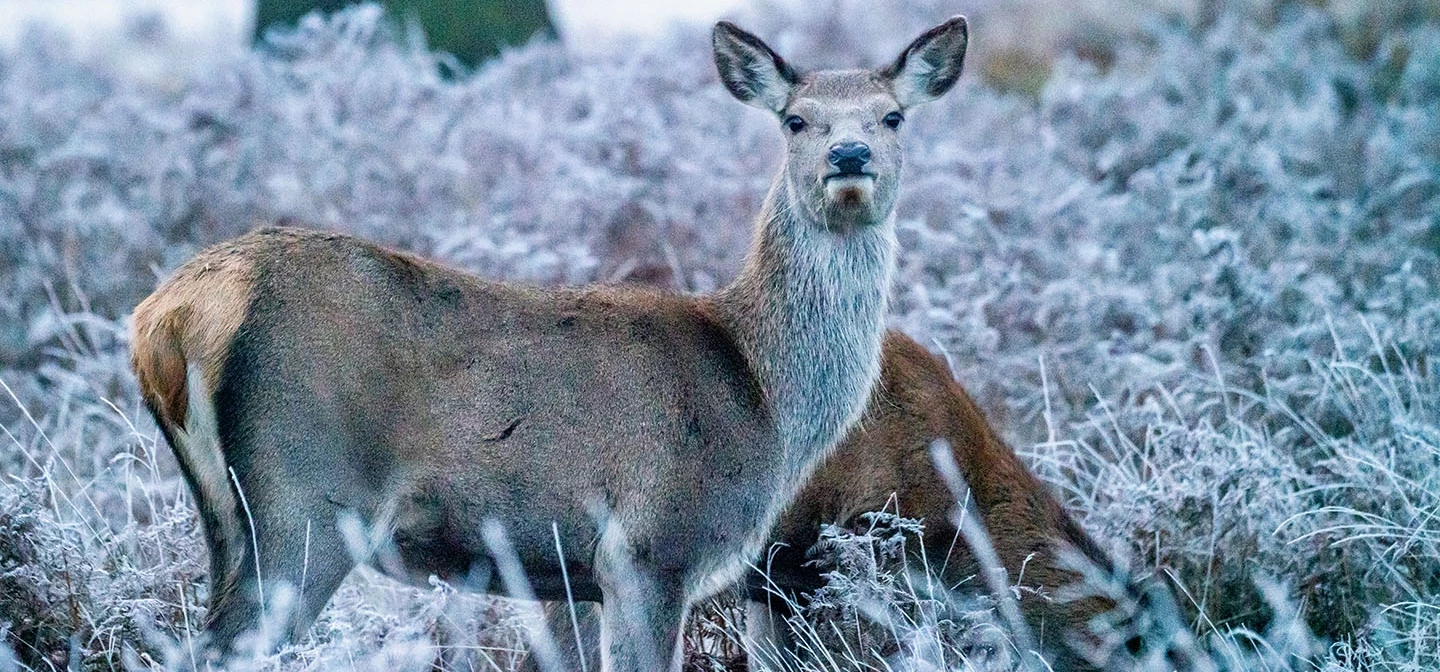 Young deer in the frosty grass