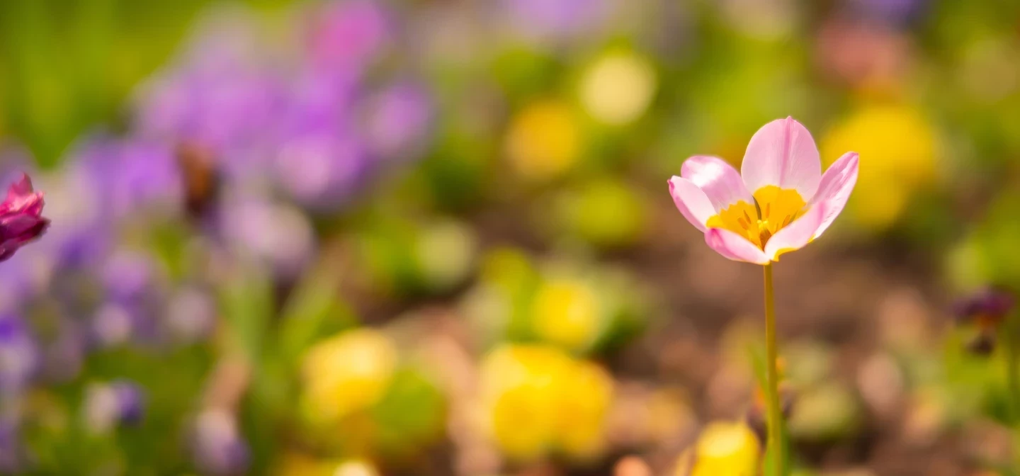 Multi coloured flowers in bloom