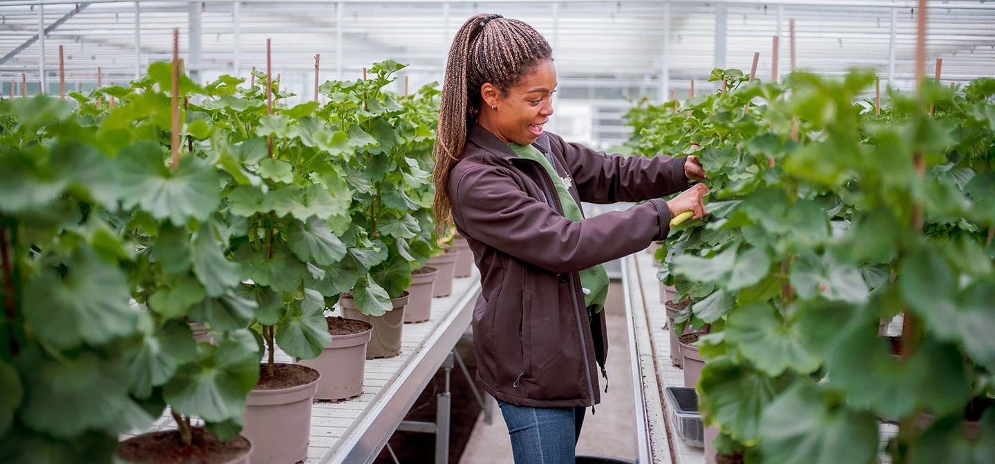 Worker in the Hyde Park plant nursery