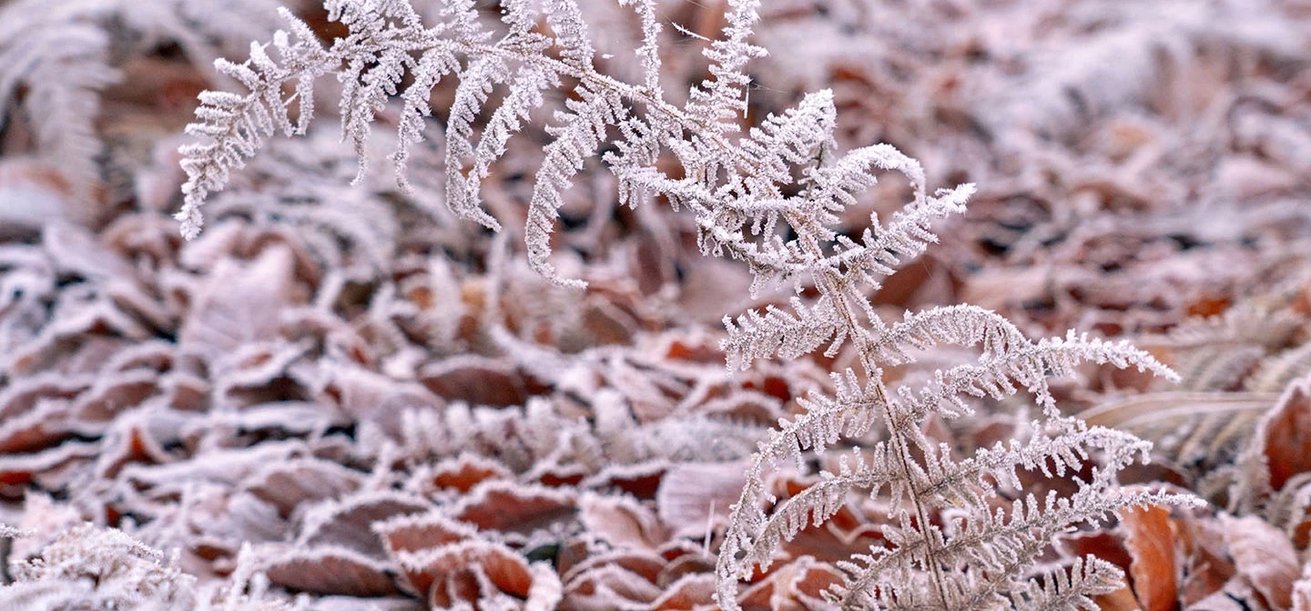 Frosty fern leaves