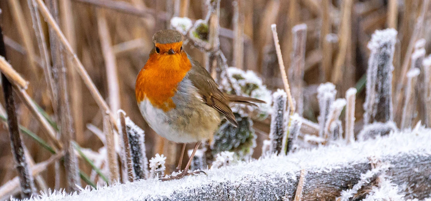 A robin on frosty ground