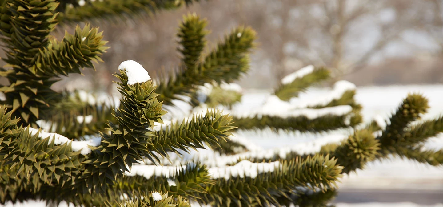 Snow-covered tree branches