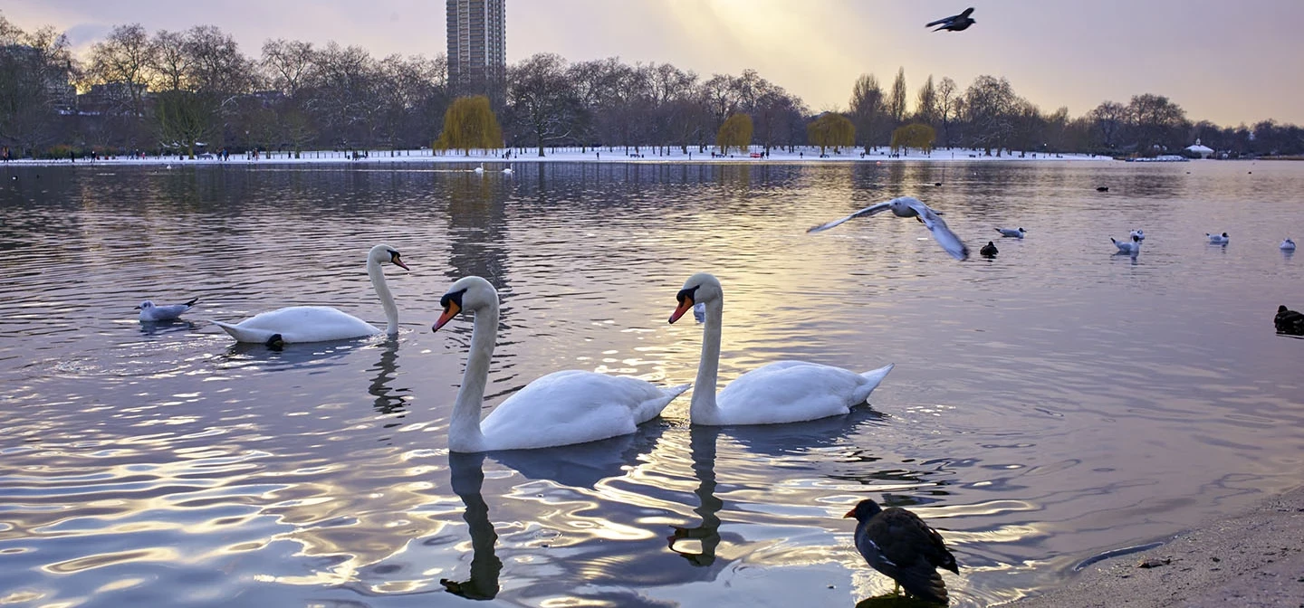 Swans on the Serpentine lake
