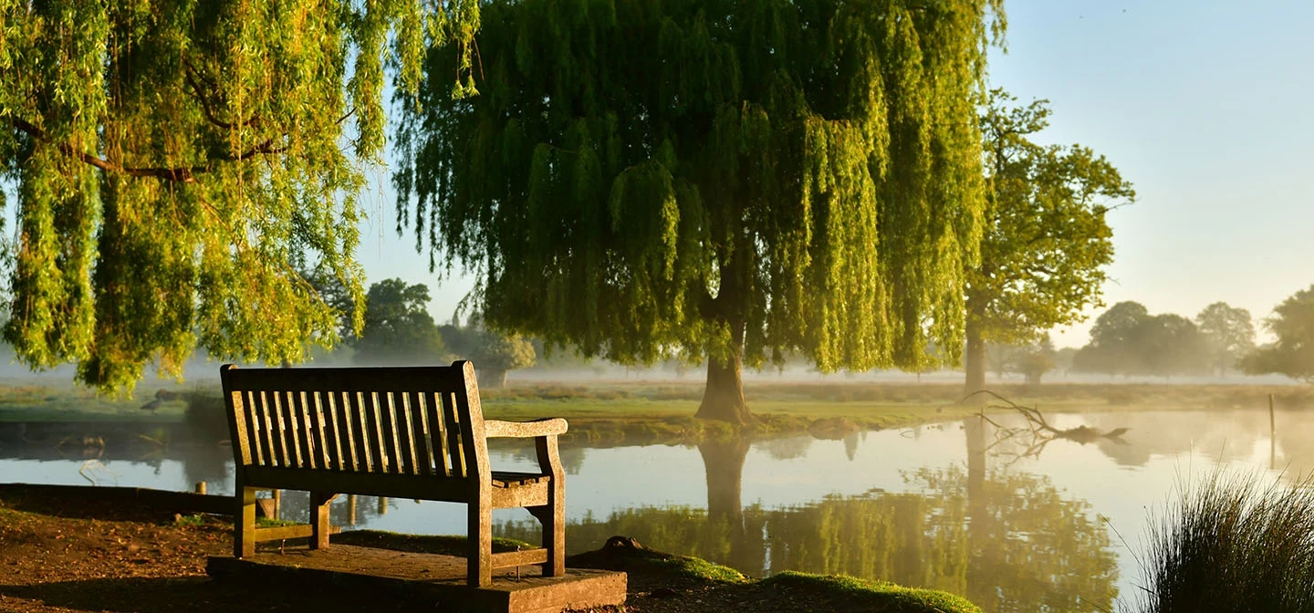 A bench overlooking a pond in Bushy Park