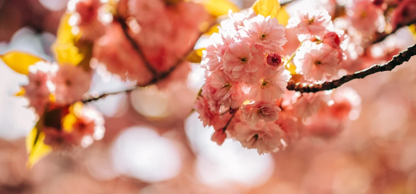 Spring bloom cherry blossom