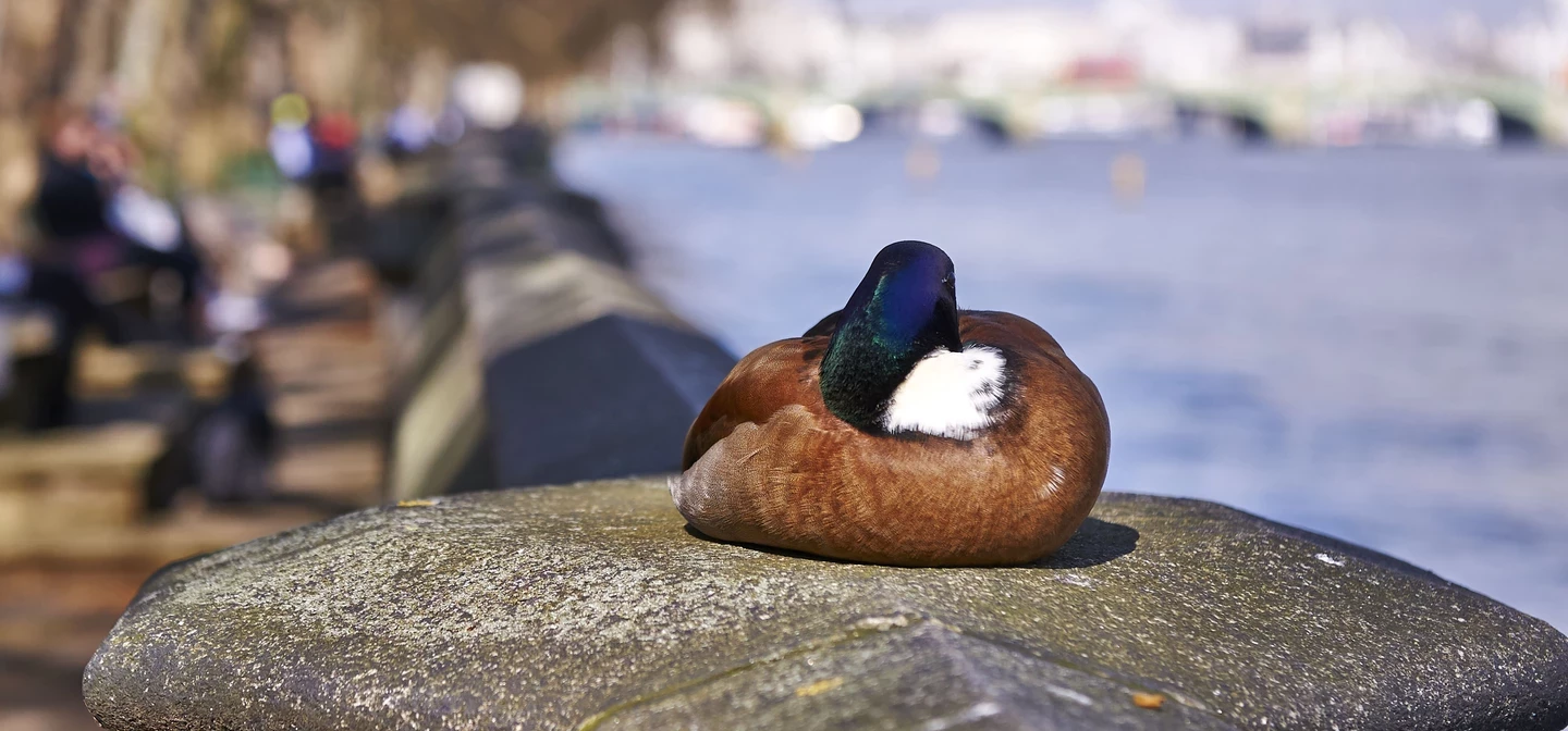 Duck resting on the riverside wall