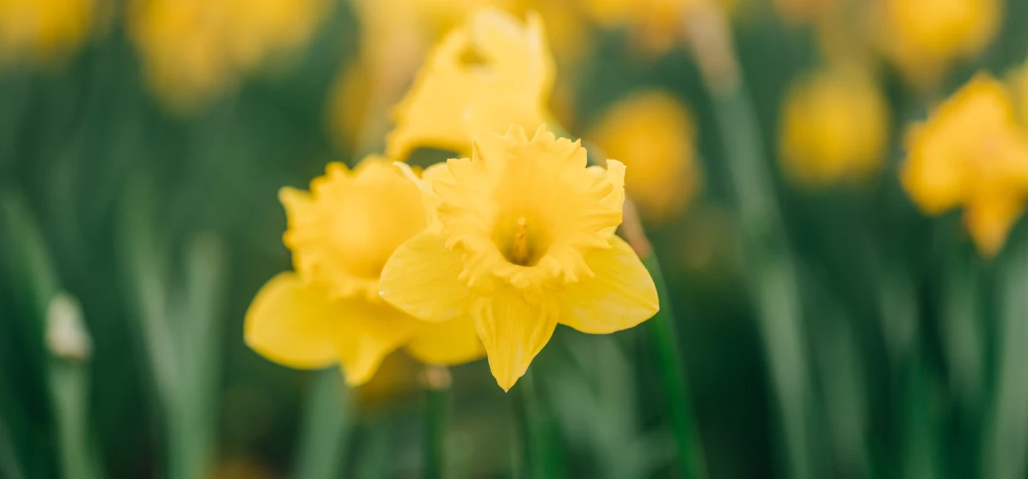 Spring bloom daffodil