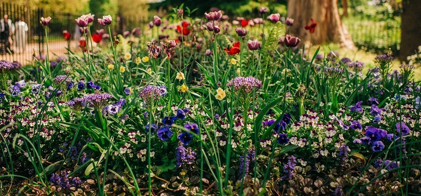 Colourful spring flowers