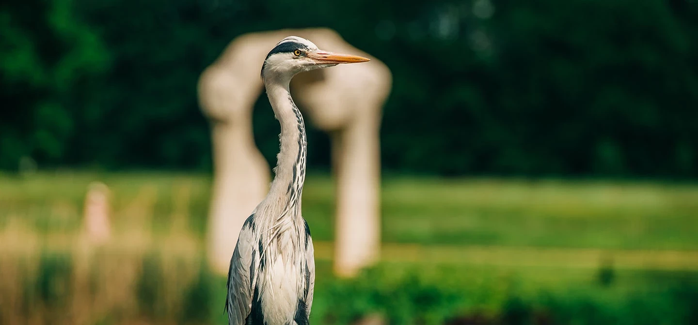 A heron in front of Henry Moore's The Arch