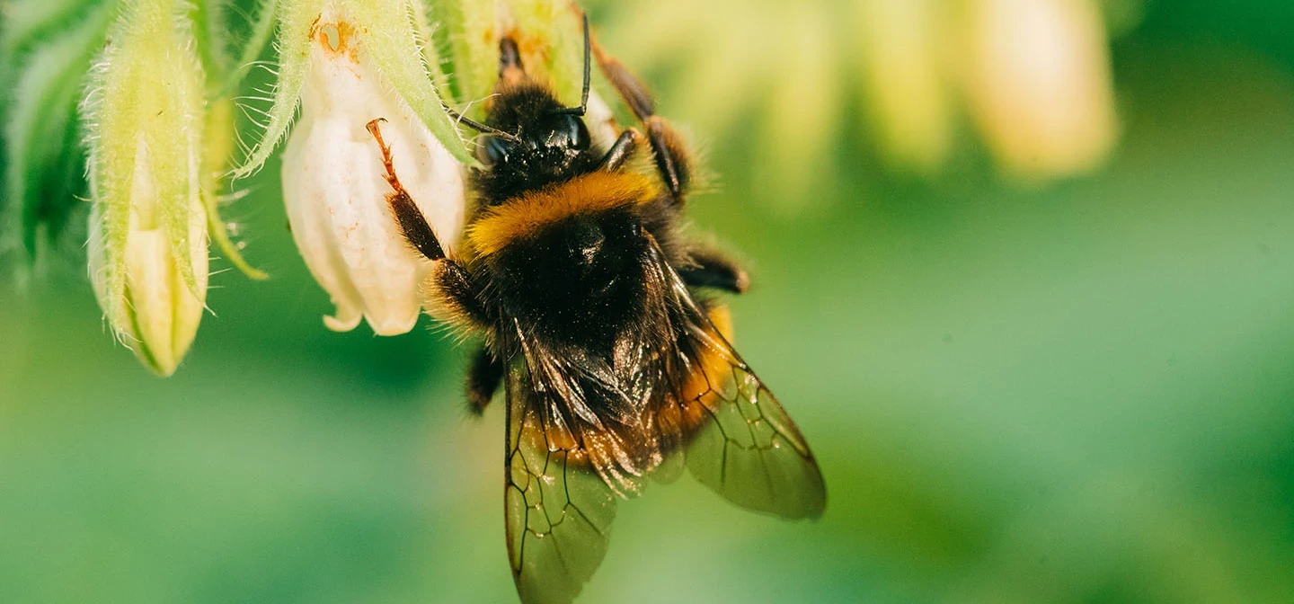 Bee on a flower