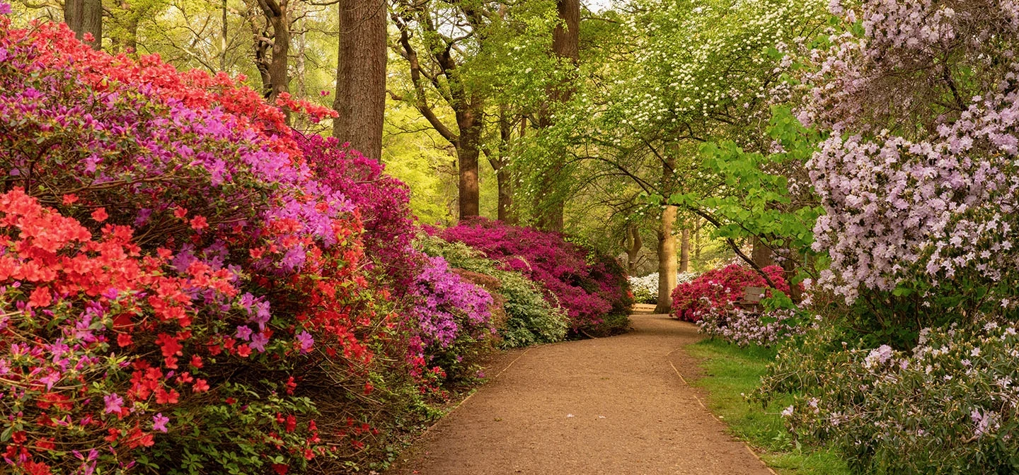 Spring blooms in Isabella Plantation