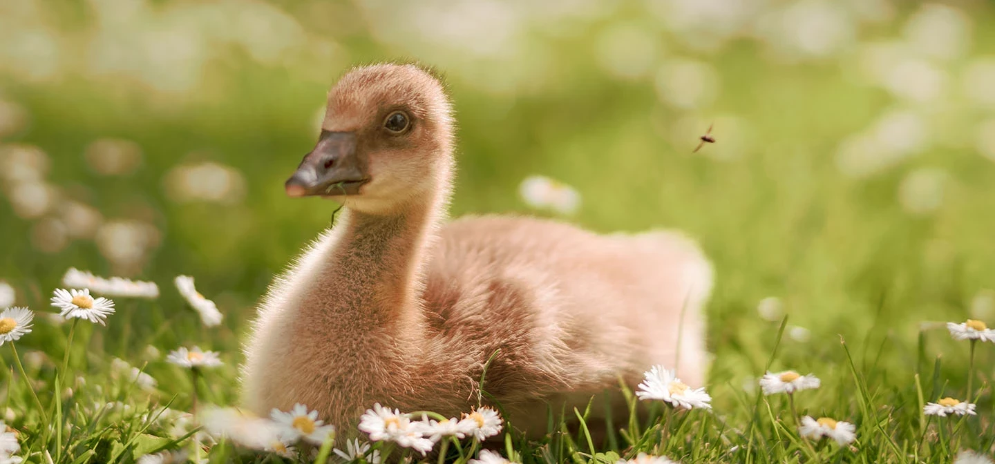 Gosling sitting among the daisies
